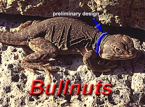 Bullnuts