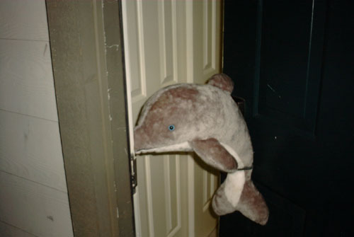 Found: Dolphin